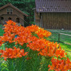 Cabana cu teren de 1700 mp, in padure, cu iesire la lac, in Paltinu, Ph thumb 42