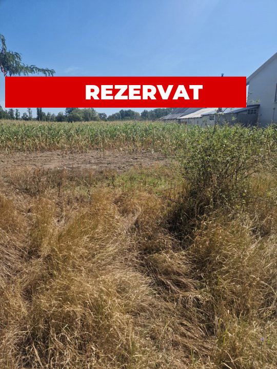 Teren Mosoaia, Lazaresti!