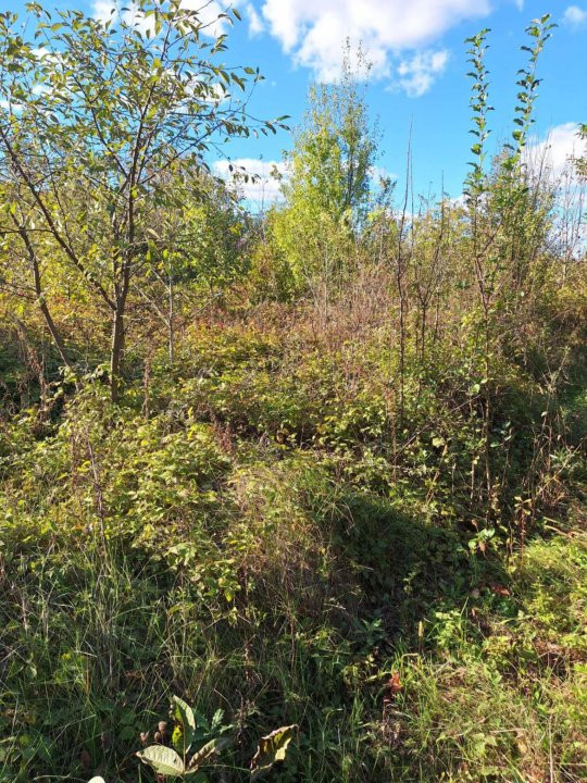 De vânzare teren extravilan str Careiului