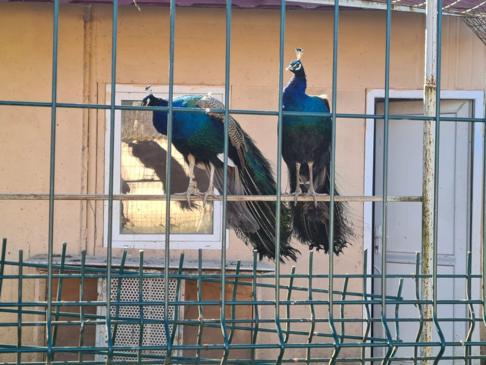 Casă / Vilă și teren în Curtișoara, ideală pentru pensiune /casă de vacanță