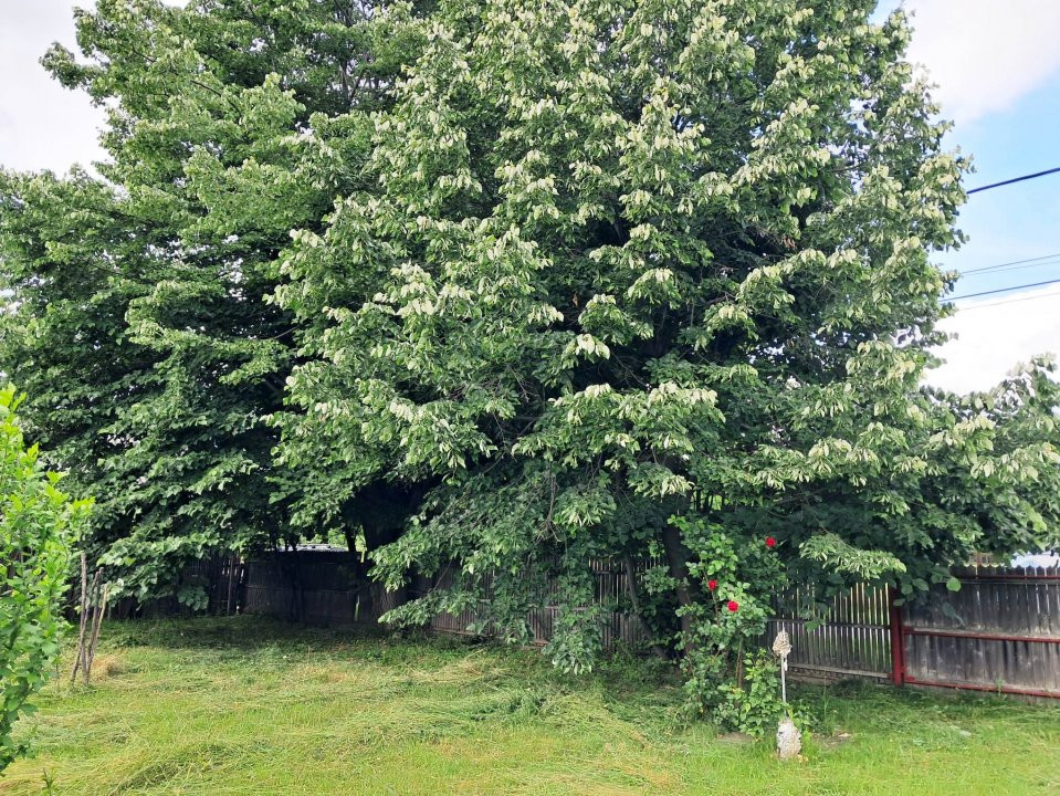 Casa cu teren la Polovragi 
