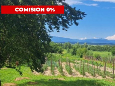 Teren 7661 mp în Șomănești, cu 2 case, livadă și vie pe rod