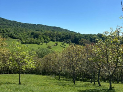 Teren 12.225 mp - Aranghel, jud. Valcea