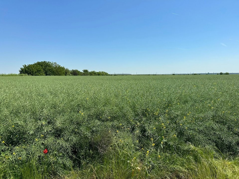 Teren Tunari - Dimieni Intravilan 3300 mp