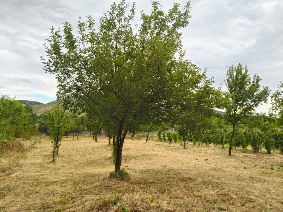 Terenuri intravilane alipibile în Runcu, zonă cu potențial
