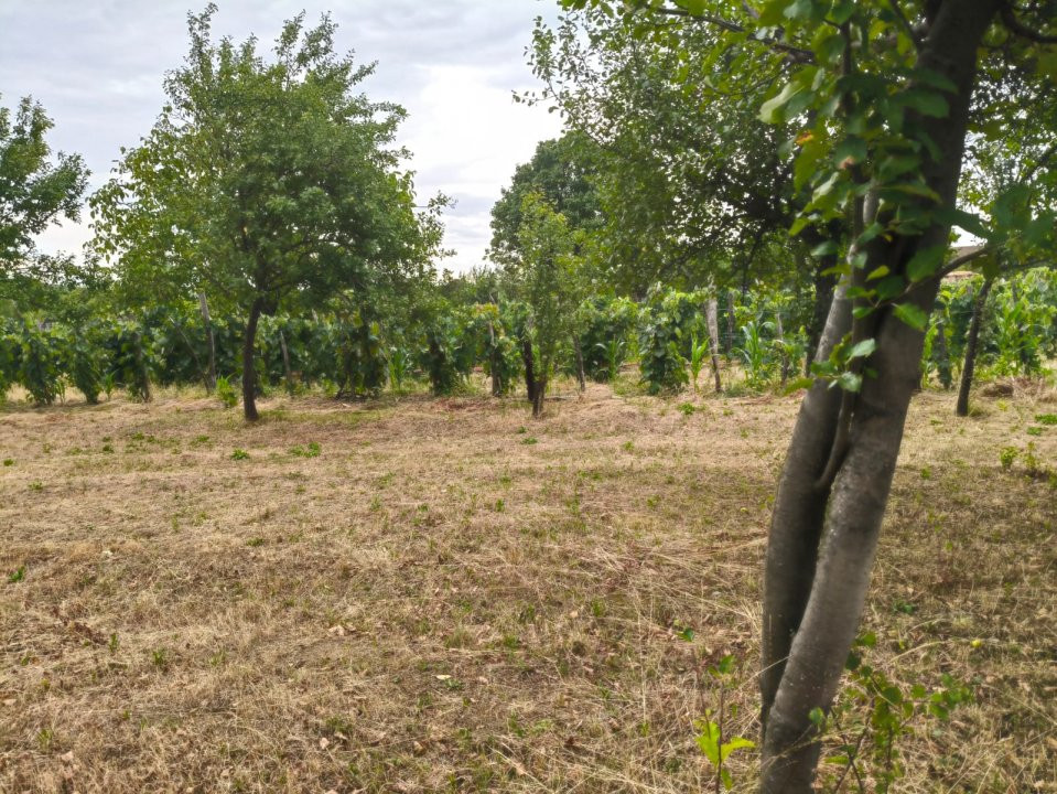 Terenuri intravilane alipibile în Runcu, zonă cu potențial