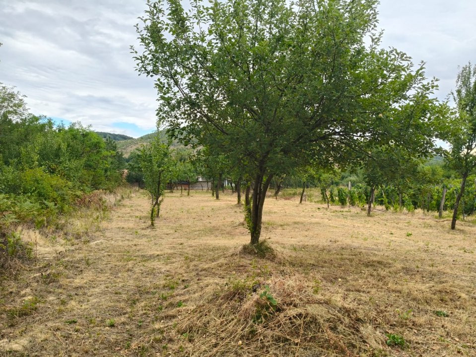 Terenuri intravilane alipibile în Runcu, zonă cu potențial