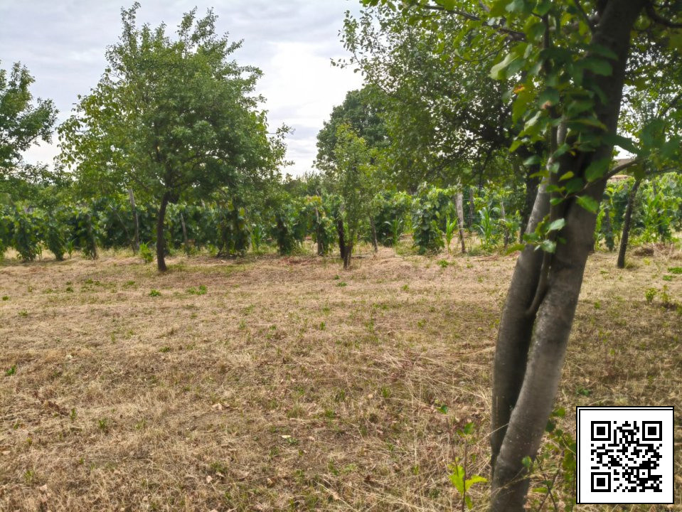 Terenuri intravilane alipibile în Runcu, zonă cu potențial