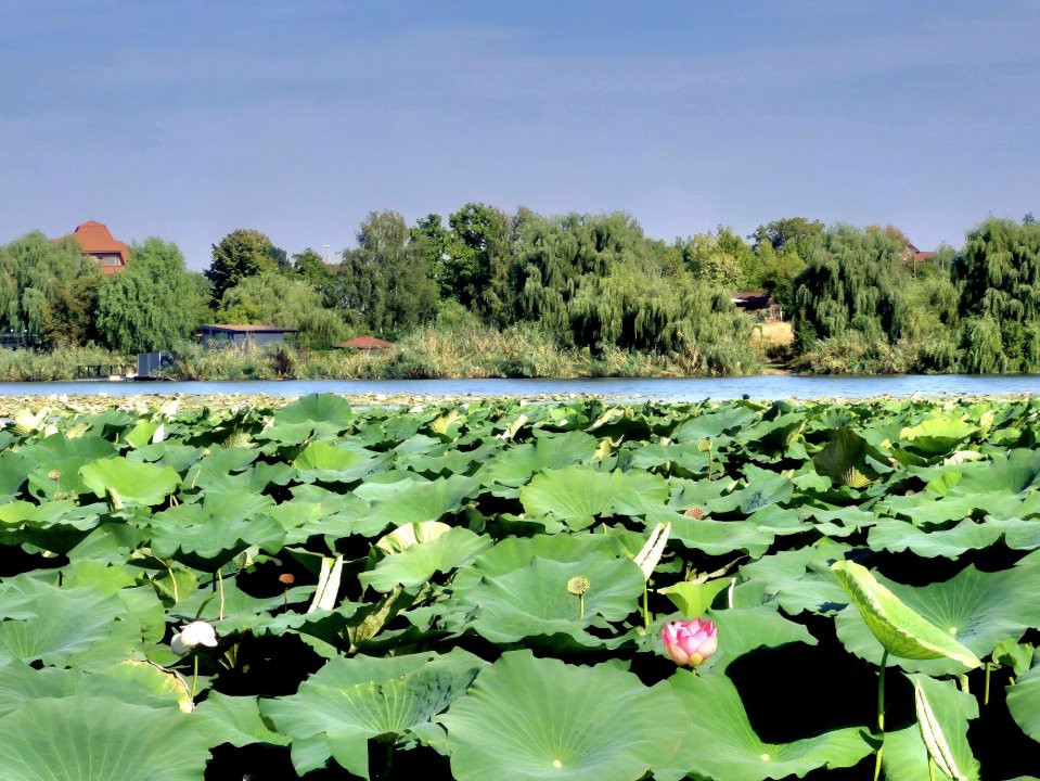  Casă de vânzare în Ghermănești, Snagov – cu teren si aproape de lac