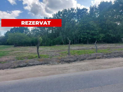 Teren intravilan 1843 mp - Cerbu/Albota/Arges - cu proiect de casa pe parter 