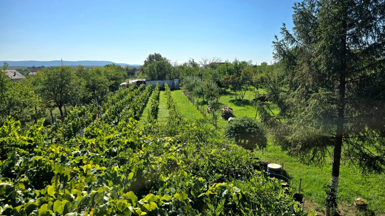 casa 3 camere Viile Satu Mare