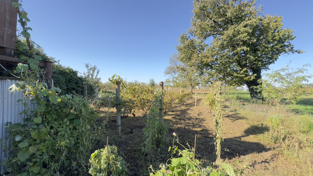Casă de vinificație 2 camere cu Teren 1389 mp - Grădina Viilor ,,Nyulhat,,-Carei