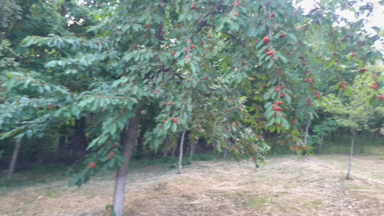 Teren extravilan de vânzare – Stănești, 3.861 mp, livadă de cireși