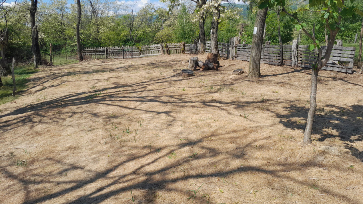 Teren extravilan de vânzare – Stănești, 3.861 mp, livadă de cireși