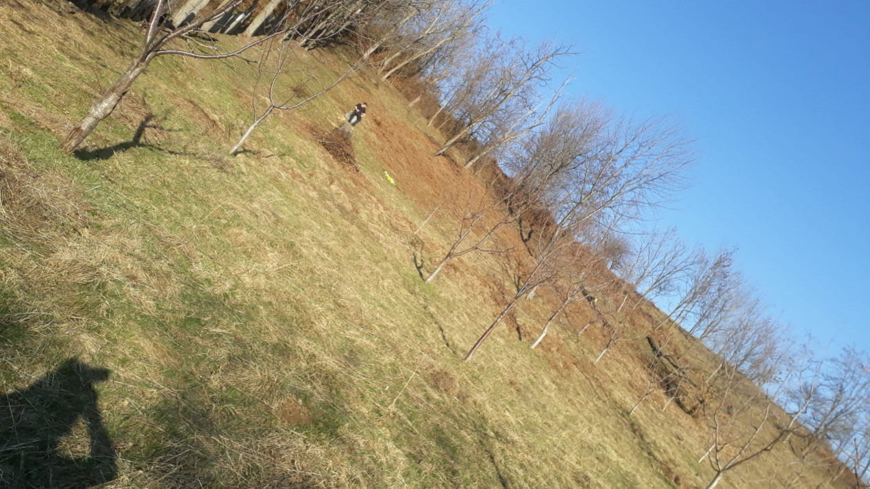 Teren extravilan de vânzare – Stănești, 3.861 mp, livadă de cireși