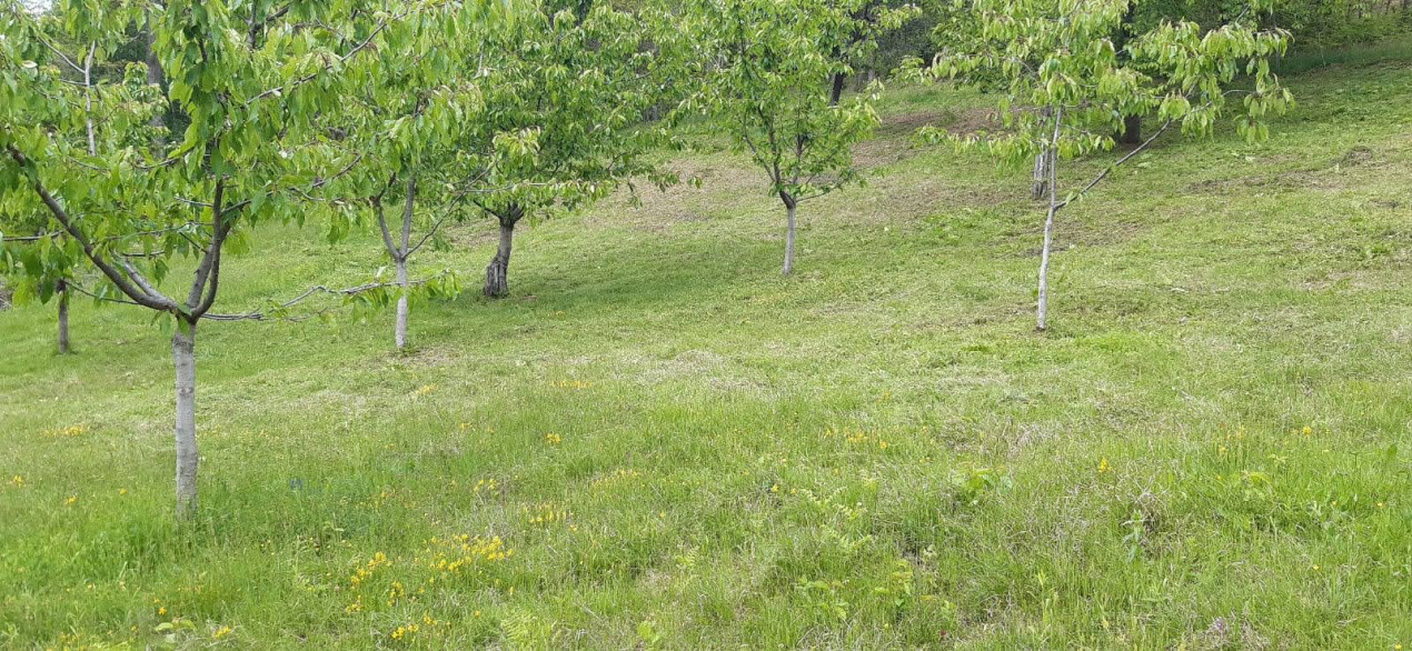 Teren extravilan de vânzare – Stănești, 3.861 mp, livadă de cireși