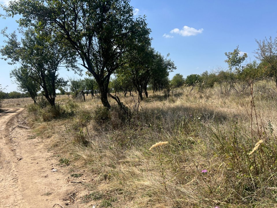 Teren intravilan 5744 mp Mosoaia-Prunilor  