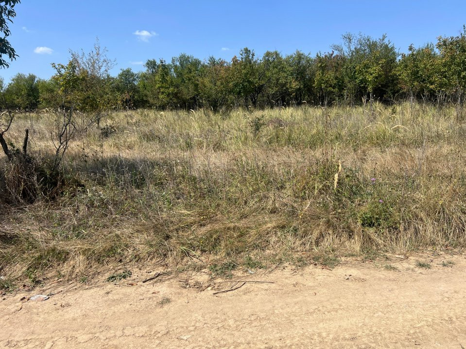 Teren intravilan 5744 mp Mosoaia-Prunilor  