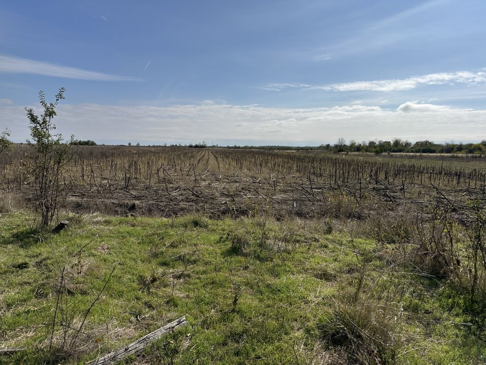 Teren 5216 mp la 2 pasi de autostrada A1 