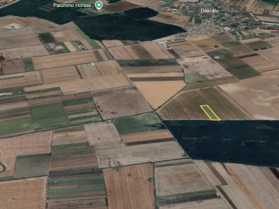 Teren mare Dascalu / Ilfov – lângă A0, deschidere la pădure