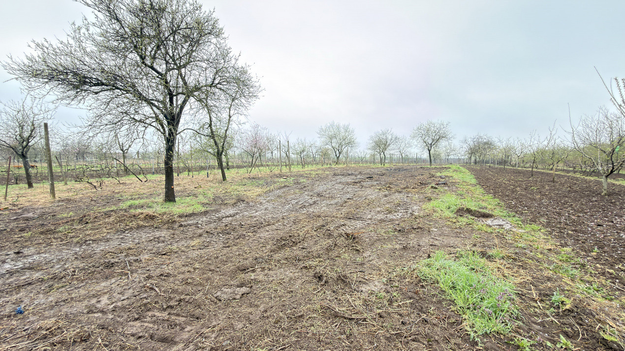 De vânzare 2 Case de vinificație cu Teren 4108 mp - Grădina Viilor - Carei