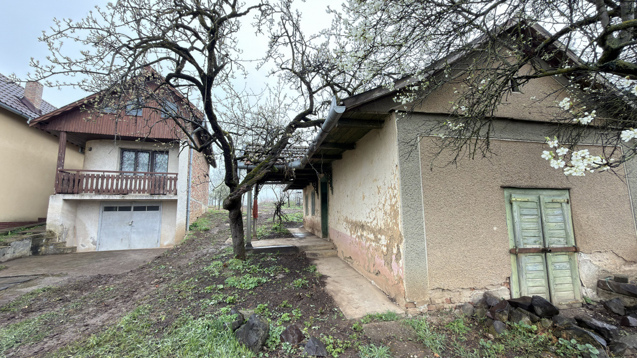 De vânzare 2 Case de vinificație cu Teren 4108 mp - Grădina Viilor - Carei