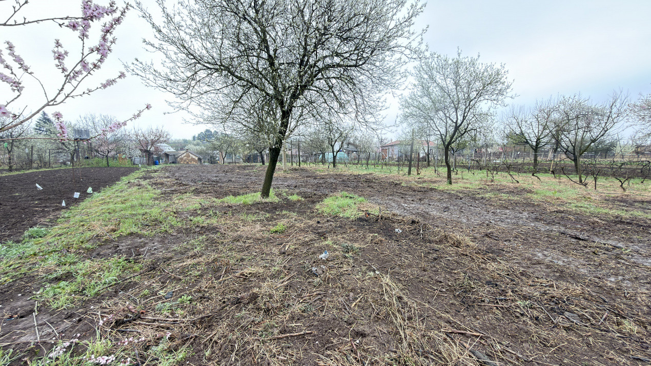 De vânzare 2 Case de vinificație cu Teren 4108 mp - Grădina Viilor - Carei