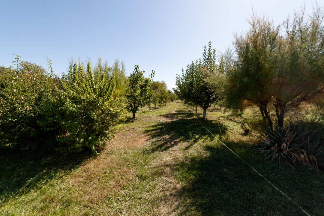 Casa visurilor cu 4000 mp livada roditoare si gradina Darmanesti-Arges